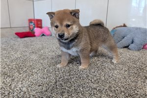 Iker - Shiba Inu for sale