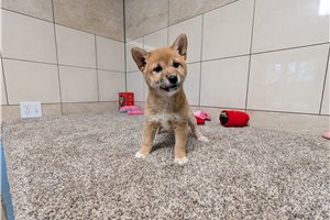 Ginger - Shiba Inu for sale