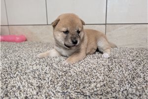 Nova - Shiba Inu for sale