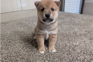 Kolby - puppy for sale