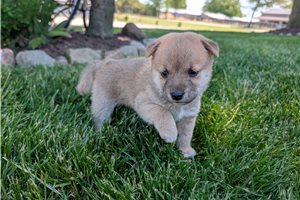 Noah - Shiba Inu for sale