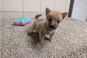 Hoshi - Shiba Inu for sale