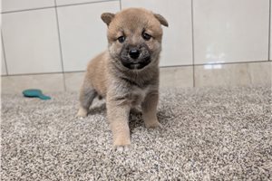 Hazel - Shiba Inu for sale