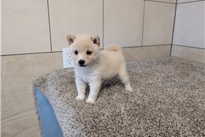 Flora - puppy for sale