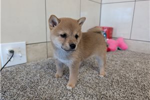 Gloria - Shiba Inu for sale