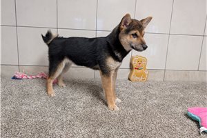Foxy - Shiba Inu for sale