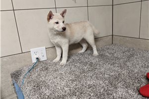 Gozen - puppy for sale