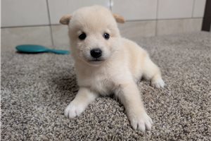 Hanna - puppy for sale