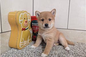 Kourtney - Shiba Inu for sale