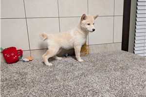 Fernanda - puppy for sale