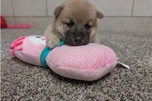 Naomi - puppy for sale