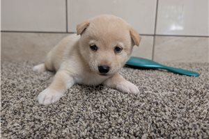 Huckleberry - puppy for sale