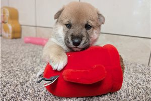 Nico - Shiba Inu for sale
