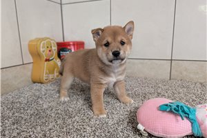 Kolby - Shiba Inu for sale