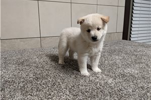 Meiji - puppy for sale