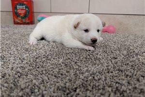 Ivana - Shiba Inu for sale