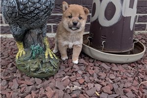Giselle - Shiba Inu for sale