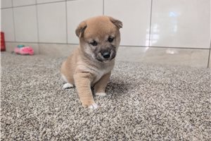Kylie - puppy for sale