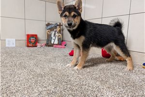 Foxy - Shiba Inu for sale