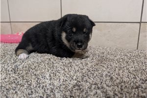 Isaac - puppy for sale