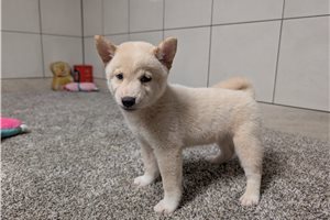 Huckleberry - Shiba Inu for sale