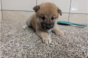 Hope - puppy for sale