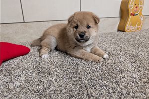 Georgie - puppy for sale