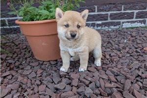 Nico - Shiba Inu for sale