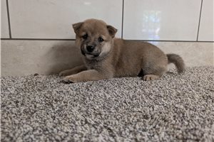 Hendrix - puppy for sale
