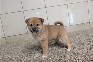 Kylie - Shiba Inu for sale