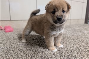 Giselle - Shiba Inu for sale