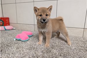 Hazel - Shiba Inu for sale