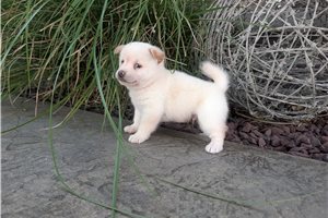 James - Shiba Inu for sale