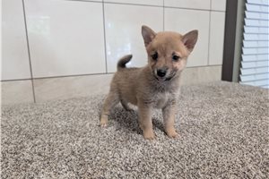 Hoshi - Shiba Inu for sale