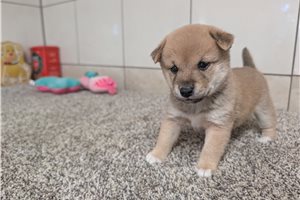 Kristoff - Shiba Inu for sale