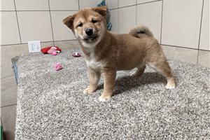Sora - puppy for sale