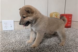 Hendrix - Shiba Inu for sale