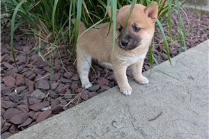 Nova - Shiba Inu for sale