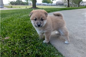 Natalie - Shiba Inu for sale