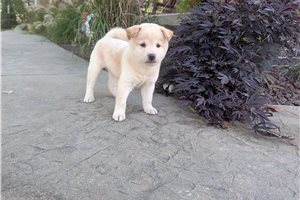 Jake - Shiba Inu for sale