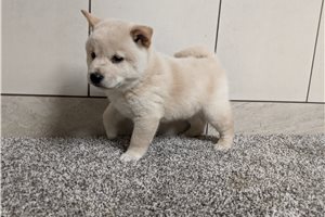 Akai - puppy for sale