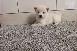 Harper - puppy for sale