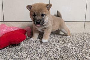 Ginger - puppy for sale