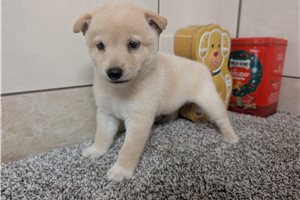 Hunter - Shiba Inu for sale