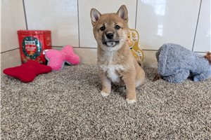 Ginger - Shiba Inu for sale