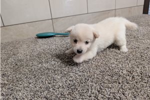 Heather - puppy for sale