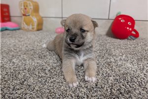 Nolan - Shiba Inu for sale
