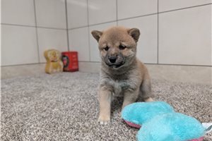 Hazel - Shiba Inu for sale