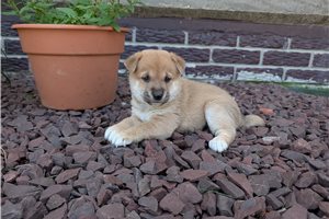 Nolan - Shiba Inu for sale
