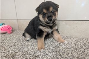 Kalen - puppy for sale
